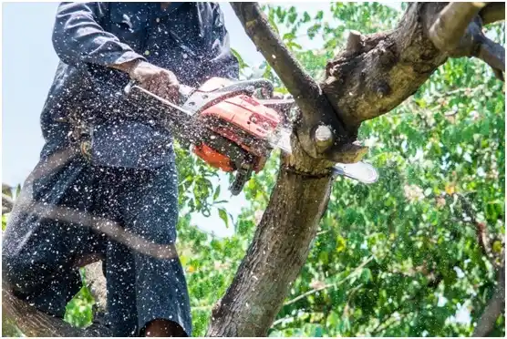 tree services Endeavor